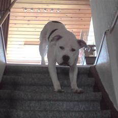 Blanding af racer Thais