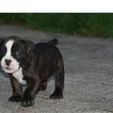 Olde english bulldogge Betzi