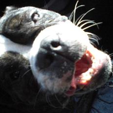 Olde english bulldogge Betzi