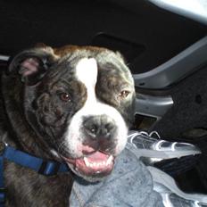 Olde english bulldogge Betzi