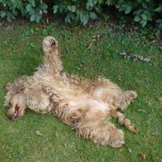 Cocker spaniel  Fie