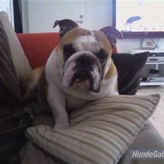 Engelsk bulldog J.J Kaldt Pølle.