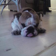 Engelsk bulldog J.J Kaldt Pølle.