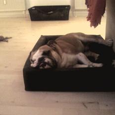 Engelsk bulldog J.J Kaldt Pølle.