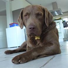 Chesapeake bay retriever Workmate Danish Dynamite