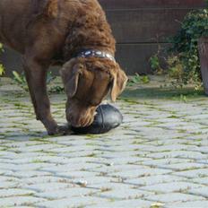 Chesapeake bay retriever Workmate Danish Dynamite