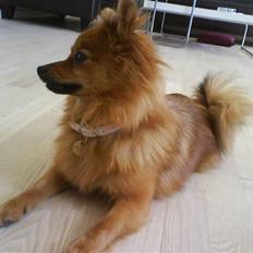 Pomeranian Frk. Smilla