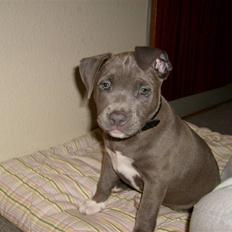 Amerikansk staffordshire terrier Akeela