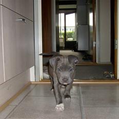 Amerikansk staffordshire terrier Akeela