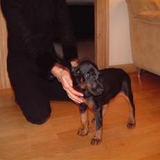 Dobermann Jagger(død):(