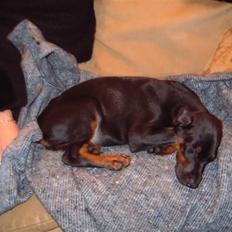 Dobermann Jagger(død):(