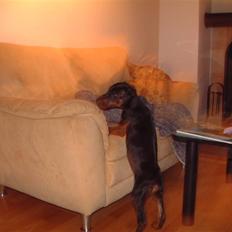 Dobermann Jagger(død):(