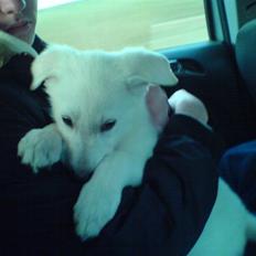 Hvid schæfer Kenzo *RIP* SAVNER DIG