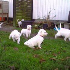 Hvid schæfer Kenzo *RIP* SAVNER DIG