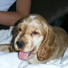 Cocker spaniel Molly 
