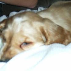 Cocker spaniel Molly 