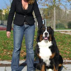 Berner sennenhund Zolo Vom Oberholzer Forst