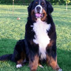 Berner sennenhund Hansennens Idol