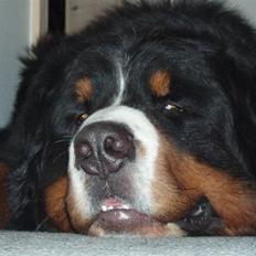 Berner sennenhund Hansennens Idol