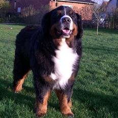 Berner sennenhund Hansennens Idol