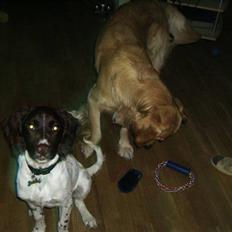 Kleiner münsterländer Cody