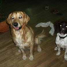 Kleiner münsterländer Cody