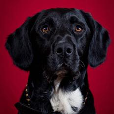 Blanding af racer lab/engelskspringer Lucky