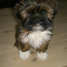 Lhasa apso Otto Fabricius Leisner