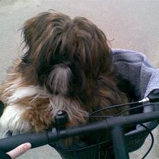 Lhasa apso Otto Fabricius Leisner