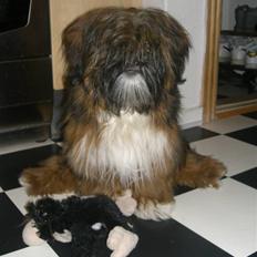 Lhasa apso Otto Fabricius Leisner