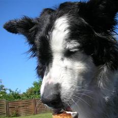 Border collie Sera