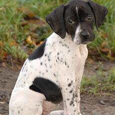Pointer *Hesselhøj Henna (Jace)* 