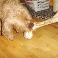 Basset fauve de bretagne baloo