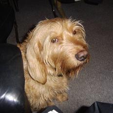 Basset fauve de bretagne baloo