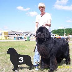 Newfoundlænder lucas