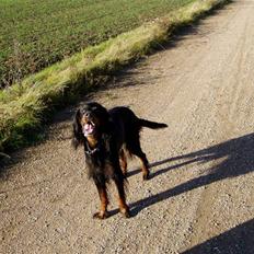 Gordon setter Dina