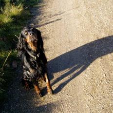 Gordon setter Dina