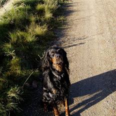 Gordon setter Dina