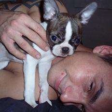 Boston terrier Freja