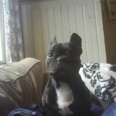Fransk bulldog Oscar