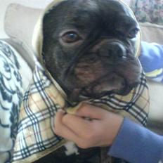 Fransk bulldog Oscar