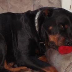 Rottweiler Elmediges Guzzi