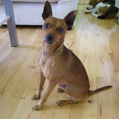 Dvaergpinscher Buller