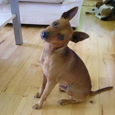 Dvaergpinscher Buller