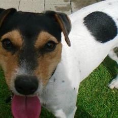 Jack russell terrier * Ida <'3 *