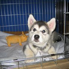 Alaskan malamute Bowie