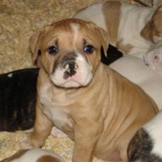 Amerikansk bulldog Baily