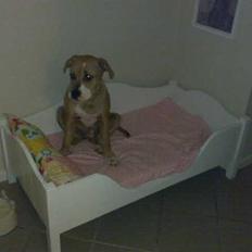 Amerikansk bulldog Baily