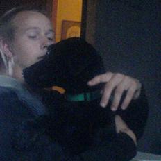 Labrador retriever Kayson