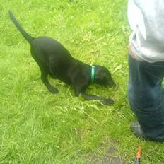 Labrador retriever Kayson